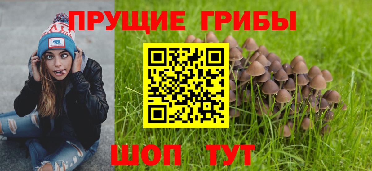 Псилоцибиновые грибы Psilocybe Елец